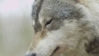wolf free use and no copyright to subscriber
