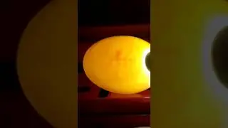 Проверка на оплод инкубационного яйца бройлерной утки ОРВИА СТ5