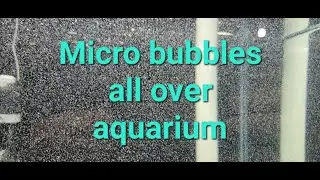 Micro bubbles in aquarium......why???