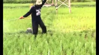 Puluhan Hektar Padi Terserang Hama Keong Dan Ulat