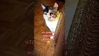 Кто знает,что лучше 😂 