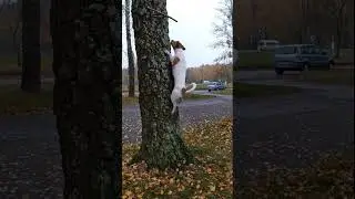 Джек Рассел борьба с гравитацией