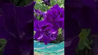 #природа #цветы#петуньи#природа#красота#загород#дача#виола#цветочныйрай #красота