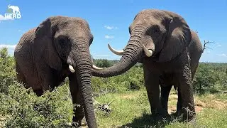 Sebakwe and Setombe: A Special Connection 🐘💚