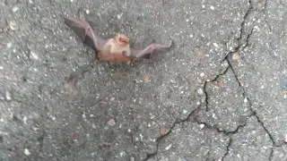 Found a baby bat SO CUTE