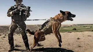 German Shepherd Military Soldier