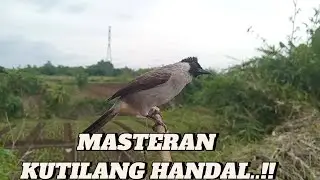 MASTERAN KUTILANG HANDAl..!! Kutilang Ribut