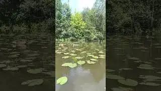Утки огари с утятами