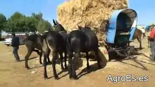 Mulas comiendo al lado de la parva de trillar