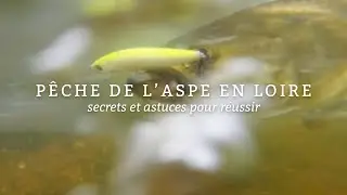 Pêche de l’Aspe en Loire - Secrets et Astuces pour Réussir