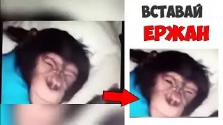 Лютые приколы . ЕРЖАН ВСТАВАЙ .Угарные мемы