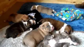 Shaq & Deuce pups 15 days old staffordshire bull terrier puppies