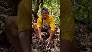 Tambak ang balilit sa isla ng cagbalete