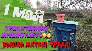 Матка тихой замены 2020. Мой простой мининуклеус!