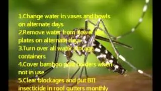 Prevent dengue fever in five steps