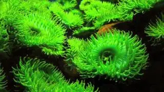 QUANTUM RELAXATION: Healing Music ("Porta Lacrimae") HD