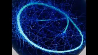 Dimitrios Vavylonis - Cell Patterning for Division and Growth