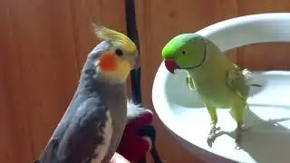 Cockatiel Trying To Impress Ringneck Parrot With His Amazing Whistle 🎵 Talking Parrot & Cockatiel 😍