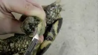 Стрижка клюва сухопутной черепахи ч.2