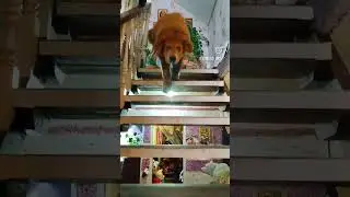 У НАС СВОЙ ДОМ , ЧЕТЫРЕ СОБАКИ И ТРИ КОТА , МОГУ БЕСКОНЕЧНО ИХ ПОКАЗЫВАТЬ.ТИБЕТСКИЙ МАСТИФ