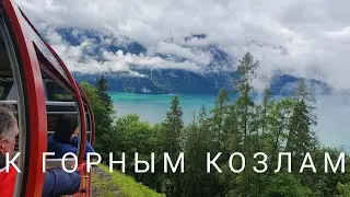 Бриенцский Ротхорн - ночуем с горными козлами /Швейцария на паровозе