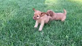 Our two girl Cavapoo puppies, Halo and Haven!
