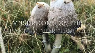 Mushrooms of the Pacific Northwest
