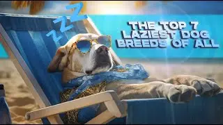 THE 7 MOST BETTER DOG BREEDS OF ALL TIME!