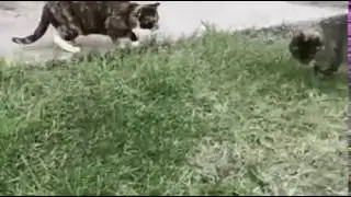 э..ээй вы чье ээй кто такие а идди сюда