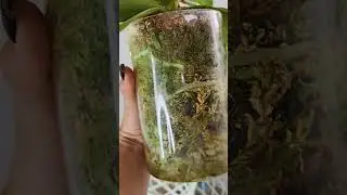 орхидея Miki Golden Sand #фаленопсис