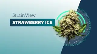 Strawberry Ice - StrainView
