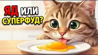 Никогда НЕ давайте это кошкам в сыром виде! Правило яйца, которое спасет питомца