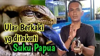 4 Fakta Kadal Panana // Blue Tounge Skink