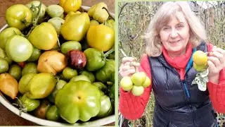 ...Последний урожай томатов 23ноября.  Урааа!!! Дачный сезон закрыт.