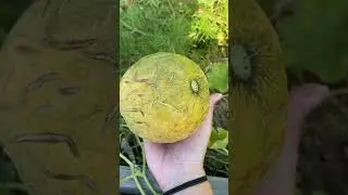 Harvest Time 