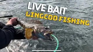 Live Bait Lingcod Fishing - Canadians Take on  Washington Waters