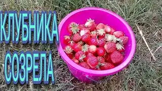 КЛУБНИКА СОЗРЕЛА / ЯГОДНЫЙ СЕЗОН В  РАЗГАРЕ / ПОЗДНИЕ ПЕРЕСЕЛЕНЦЫ / ГЕРМАНИЯ