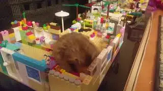 Hamster Fluffy loves lego house :)