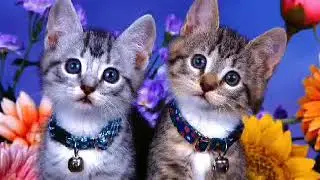 Котята (часть 1)