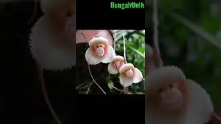 tanaman unik
