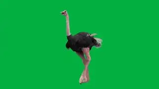 Green Screen Ostrich Animation || Chroma Key || Green Screen Animation || Ostrich || No Copyright