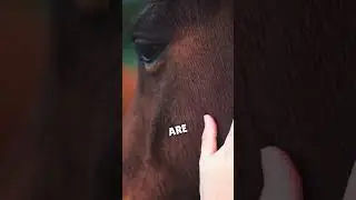 Do Horses Know When You're Happy or Sad? 😲