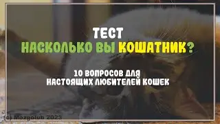 😻 ТЕСТ: Насколько вы кошатник?