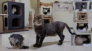 I rescued every cat that was considered impossible and gave them a new life.