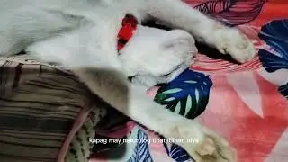 Love your pets like human