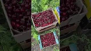 17.06.24 - Черешня
