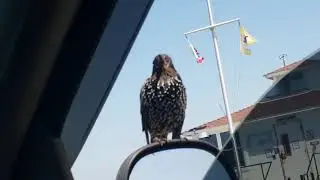 Aug 26 21 starling bird friend chatting at van
