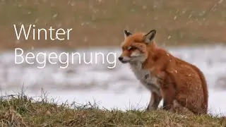 Winterbegegnung