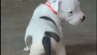 Golden retriever Pomeranian Puppies Doing Funny Things #9 | Cute and Funny Dogs