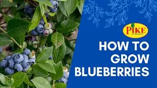 Growing Blueberries